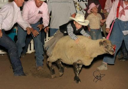 Mutton Bustin at Box Elder county fair Tremonton Utah Golden Spike Rodeo